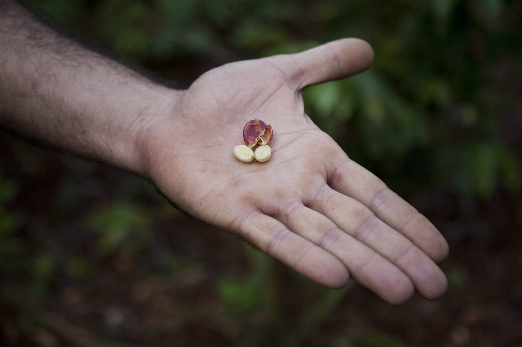 coffee beans, coffee plantation, plantation-1766851.jpg