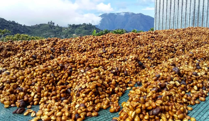 Costa Rica Los Santos Honey Process Dark Roast