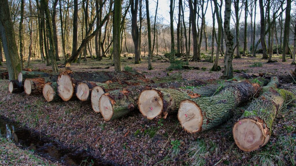 wood, logs, bole-7011677.jpg